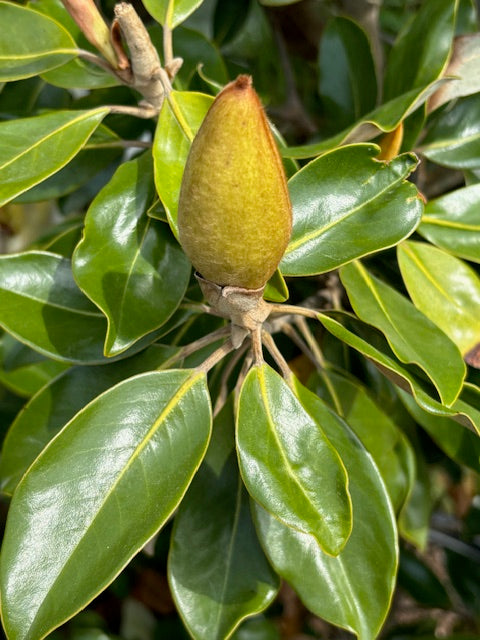 Discovering The Little Gem Magnolia at Sandy Fork Farm Supply near Clarksville, VA