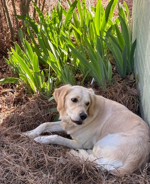 Uncovering the Gold Beneath Our Feet: The Marvels of Pine Straw Mulch from Sandy Fork Farm Supply