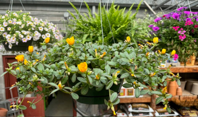 Plant - Hanging Basket